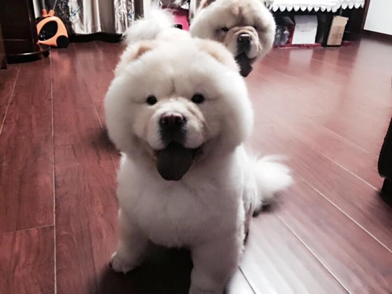 老大松獅犬