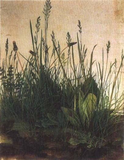 一片草地